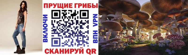 Псилоцибиновые грибы Cubensis  Козельск 